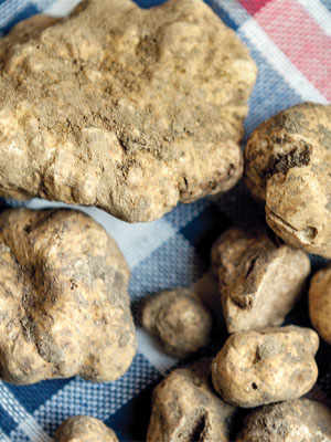 The Truffles of The Umbrian Valtiberina